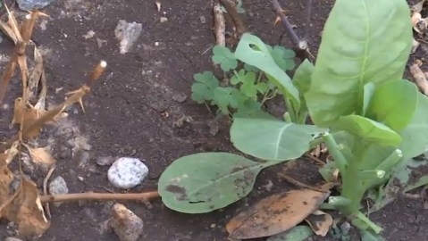 La planta Nicotiana glauca es pariente del tabaco