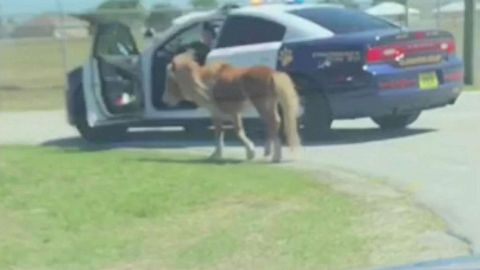 Un poni revoluciona el sur de Florida.