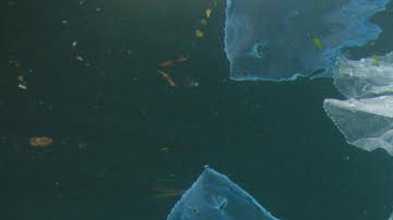 popotes, pajillas en el mar