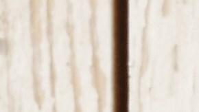 La Prímula es una de las plantas más populares para plantar en macetas e incluso para cultivarlas en el interior de la casa.