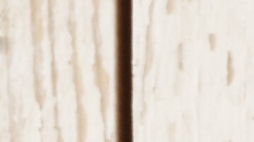 La Prímula es una de las plantas más populares para plantar en macetas e incluso para cultivarlas en el interior de la casa.