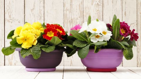 La Prímula es una de las plantas más populares para plantar en macetas e incluso para cultivarlas en el interior de la casa.