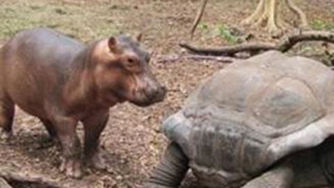 qq7dc-tortoise-and-baby-hippo-1