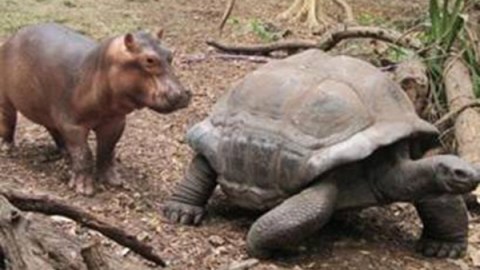 qq7dc-tortoise-and-baby-hippo-1