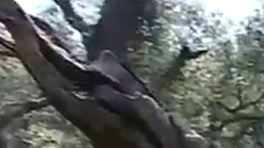 La pérdida de los robles significa menos sombra y pone en peligro la supervivencia de otras especies.