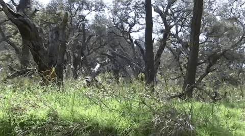 La pérdida de los robles significa menos sombra y pone en peligro la supervivencia de otras especies.