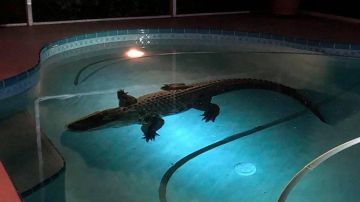 Este gran cocodrilo nadaba en la piscina de una familia en Sarasota, Florida.