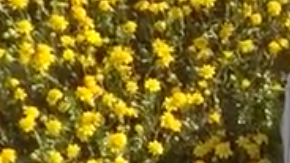 Oliver es un pequeño que tiene una rara condición en la piel, una alergia severa al sol.