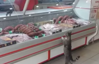 Una carnicería en Turquía decide atender a su mejor cliente de forma excepcional.