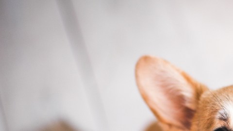 Cocina al perro de su vecino
