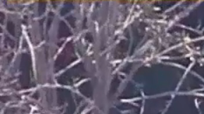 El sospechoso llegó a un callejón sin salida, salió de la camioneta y corrió hacia la Escuela Intermedia Enterprise.