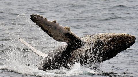 Estos cetáceos fueron blanco de cazadores.