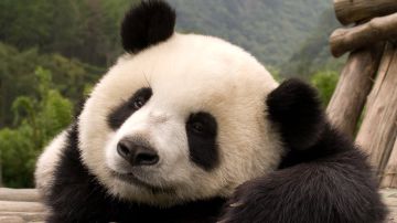 El Centro de Conservación de Osos Panda Gigantes de Chengdu.