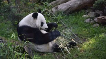 Shuan Shuan es descendiente de los dos pandas que China regaló a México en 1975.