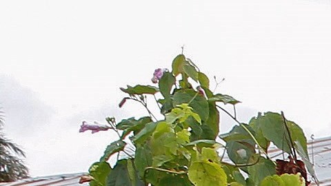 En la epidemia de ébola anterior, el virus se expandió.