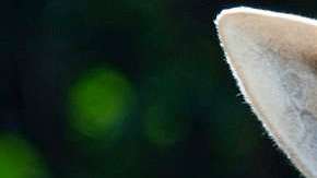 La jirafa murió accidentalmente, según el zoológico