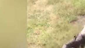 El ataque ocurrió en Marakele Predator Center, de Sudáfrica.