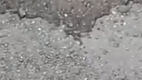 Esta hembra de rorcual común fue reportada el martes en Bolinas.