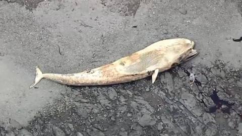 Esta hembra de rorcual común fue reportada el martes en Bolinas.