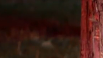 El caballo era uno de los pocos supervivientes de otro incendio del año pasado.