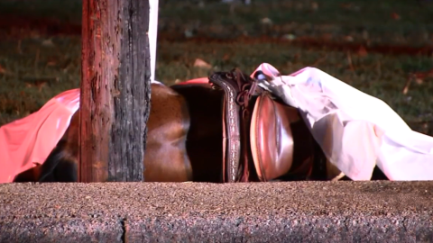 El caballo era uno de los pocos supervivientes de otro incendio del año pasado.