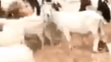 El paso de las cabras es una medida de prevención de incendios.