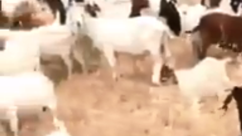 El paso de las cabras es una medida de prevención de incendios.