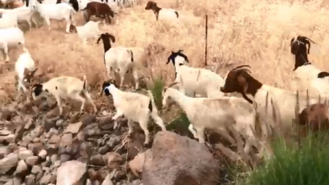 El paso de las cabras es una medida de prevención de incendios.