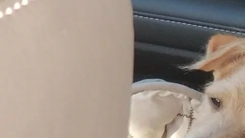 Este perrito fue rescatado a tiempo.