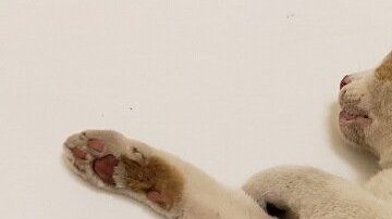 El gato tiene dos años.