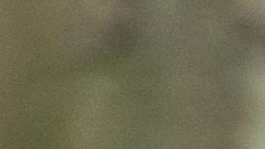 La población de leopardos de Amur se estima en poco más de 50 en la naturaleza en todo el mundo.