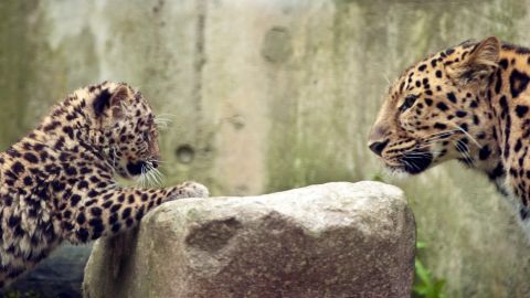 La población de leopardos de Amur se estima en poco más de 50 en la naturaleza en todo el mundo.