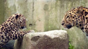 La población de leopardos de Amur se estima en poco más de 50 en la naturaleza en todo el mundo.