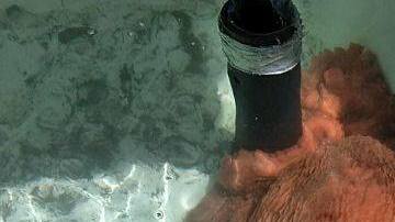 El pulpo gigante de 70 libras liberado por el mercado de pescado.