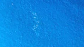 Pedro Caixinha, técnico de Cruz Azul y Ricardo Peláez, director deportivo de la Máquina