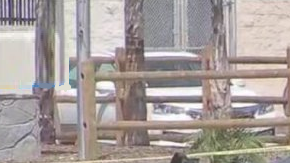 Dos vehículos estuvieron involucrados y un vehículo quedó totalmente envuelto en llamas.