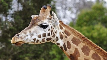 La jirafa que falleció procedía de Angola y tenía 11 años.