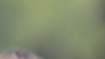 Luis Pérez, quarterback mexicano, durante el primer entrenamiento de novatos de los Rams.