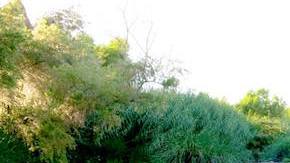 Varias organizaciones alquilan equipos de kayak.