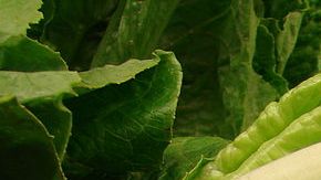 La lechuga es común como culpable de los brotes de E.coli porque se come cruda.