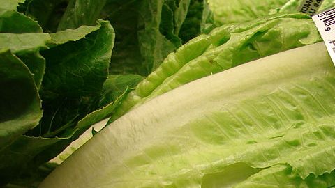 La lechuga es común como culpable de los brotes de E.coli porque se come cruda.
