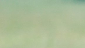 Al león lo mataron durante el ataque.