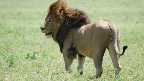 Al león lo mataron durante el ataque.