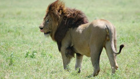 Al león lo mataron durante el ataque.