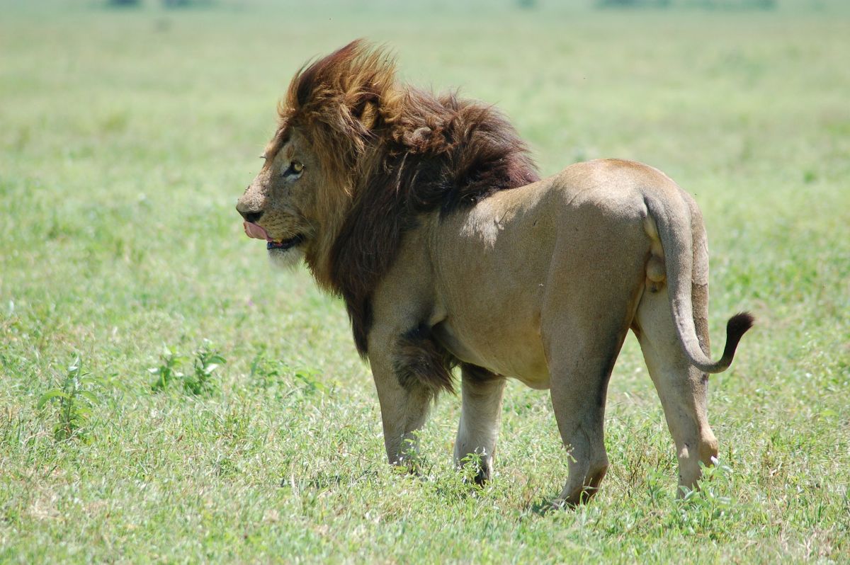 Al león lo mataron durante el ataque.
