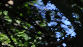 Las fincas ilegales suelen estar en nuestros bosques nacionales y parques públicos.