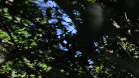 Las fincas ilegales suelen estar en nuestros bosques nacionales y parques públicos.