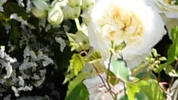 Meghan Markle junto al príncipe Harry.