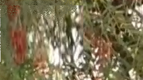 Los testigos creen que la mujer estaba ebria.