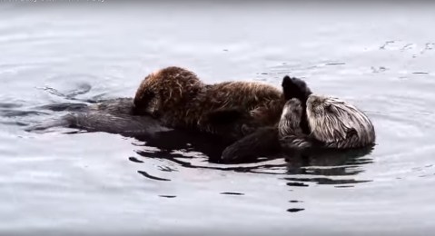La nutria salvaje limpia a su recién nacido.
